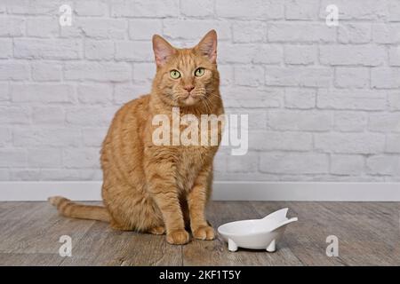 Chat de gingembre mignon à côté d'un bol à manger regardant l'appareil photo et attendant la nourriture. Banque D'Images