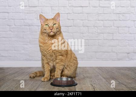 Chat de gingembre mignon assis à côté d'un plat alimentaire et attendant la nourriture. Banque D'Images