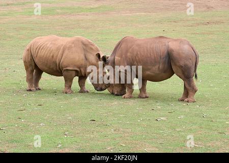 Deux rhinocéros se faisant face l'un à l'autre de la tête à la tête Banque D'Images