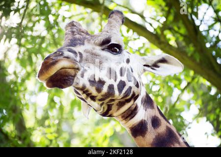 Un grand portrait de la tête de girafe avec une expression faciale en colère regardant vers le bas de haut en face du feuillage vert. Banque D'Images