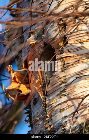 Un portrait d'un trou dans un arbre fait par un grand pic tacheté. La cavité dans le tronc de bouleau est presque parfaitement ronde et portera l'oiseau an Banque D'Images