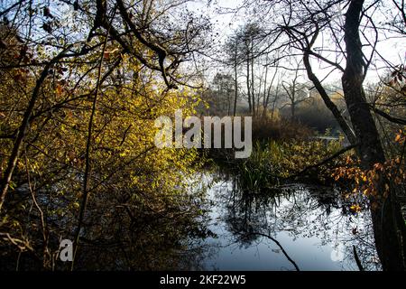 Leuchtende Herbststimmung im Waldreservat Marais des Monodes am fuss des Waadtländer Jura Banque D'Images