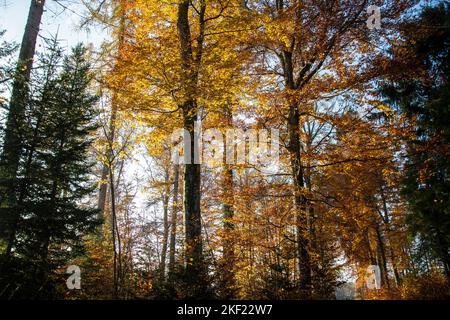 Leuchtende Herbststimmung im Waldreservat Marais des Monodes am fuss des Waadtländer Jura Banque D'Images