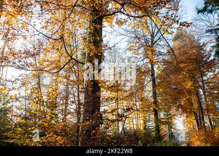 Leuchtende Herbststimmung im Waldreservat Marais des Monodes am fuss des Waadtländer Jura Banque D'Images