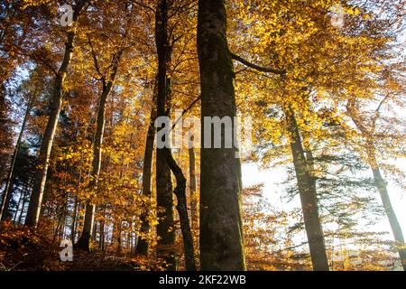 Leuchtende Herbststimmung im Waldreservat Marais des Monodes am fuss des Waadtländer Jura Banque D'Images
