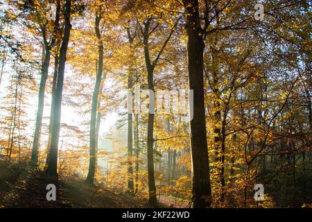 Leuchtende Herbststimmung im Waldreservat Marais des Monodes am fuss des Waadtländer Jura Banque D'Images