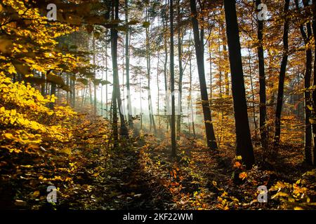 Leuchtende Herbststimmung im Waldreservat Marais des Monodes am fuss des Waadtländer Jura Banque D'Images