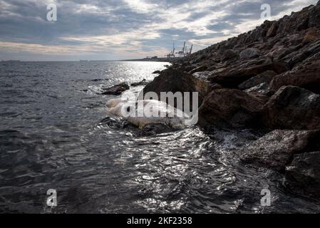 Barcelone, Catalogne, Espagne. 15th novembre 2022. En début d'après-midi, un cachalot mort est apparu dans un état avancé de décomposition dans le port de Barcelone. (Credit image: © Ximena Borrazas/SOPA Images via ZUMA Press Wire) Banque D'Images