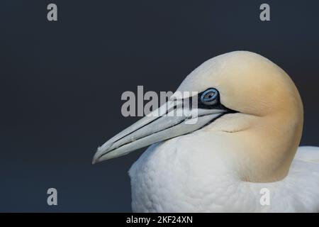 Northern Gannet Morus bassanus, un portrait d'un oiseau adulte en plumage reposant sur un bord de falaise, Yorkshire, Royaume-Uni, septembre Banque D'Images