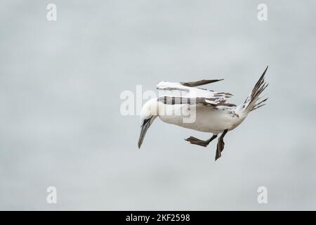 Northern Gannet Morus bassanus, un oiseau en plumage de 3rd ans en vol sous des vents forts, Yorkshire, Royaume-Uni, septembre Banque D'Images