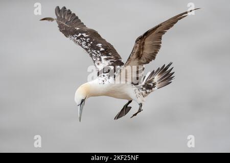 Northern Gannet Morus bassanus, un oiseau en plumage de 3rd ans en vol sous des vents forts, Yorkshire, Royaume-Uni, septembre Banque D'Images