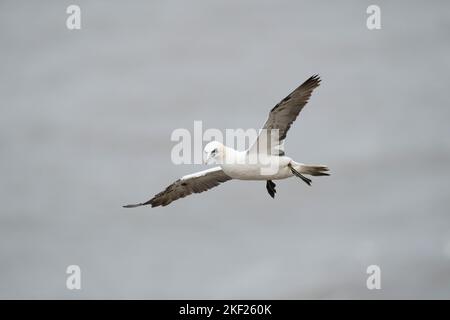 Northern Gannet Morus bassanus, un oiseau en plumage de 3rd ans qui révèle un plumage sous-aile en vol sous des vents violents, Yorkshire, Royaume-Uni, septembre Banque D'Images