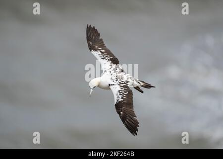 Northern Gannet Morus bassanus, un oiseau de 3rd ans qui révèle son plumage de l'aile supérieure pendant son vol sous de forts vents, Yorkshire, Royaume-Uni, septembre Banque D'Images