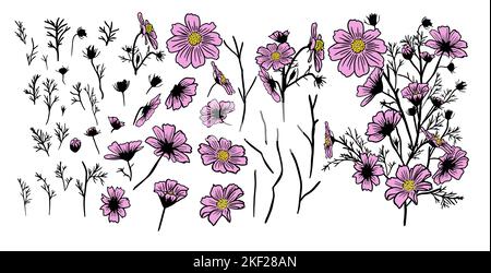 Couleur rose des fleurs COSMOS isolée sur fond blanc. Un ensemble d'éléments pour faire un bouquet. Illustration vectorielle Illustration de Vecteur