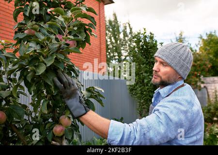 Pomme de récolte. Un fermier porte une caisse de pommes biologiques cueillies dans un verger Banque D'Images