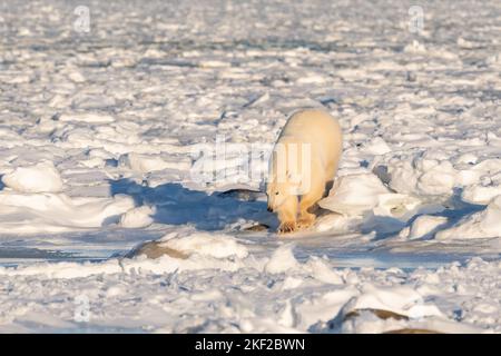 Ours polaire sur glace, baie d'Hudson Banque D'Images