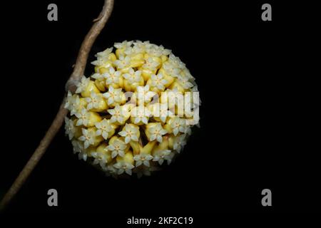 Un gros plan de la cirée (Hoya carnosa) des fleurs d'inflorescence Banque D'Images