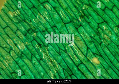 Le monde microscopique. L'épiderme d'oignon avec les cellules. Banque D'Images