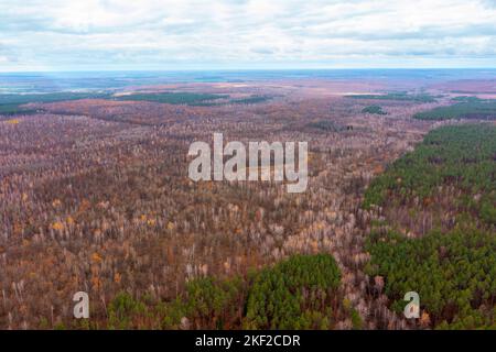 Photographie aérienne de la forêt d'automne depuis une grande hauteur Banque D'Images