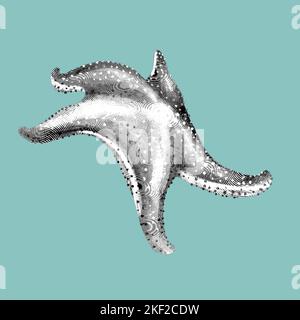 une gravure graphique d'une étoile de mer. Illustration réaliste en noir et blanc de l'étoile de mer Banque D'Images
