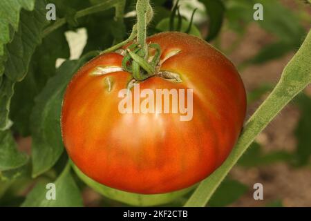 Fruits de tomate craquelés. Grande tomate rouge mûre avec une peau craquelée. Image en gros plan d'une tomate fissurée sur une plante. Fissures causées par un arrosage irrégulier. Banque D'Images