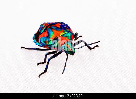 Tectocoris diophthalmus, communément appelé hibiscus arlequin ou arlequin de coton, est le seul membre du genre Tectocoris. C'est une bri Banque D'Images