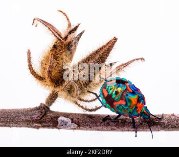 Tectocoris diophthalmus, communément appelé hibiscus arlequin ou arlequin de coton, est le seul membre du genre Tectocoris. C'est une bri Banque D'Images