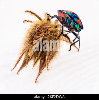 Tectocoris diophthalmus, communément appelé hibiscus arlequin ou arlequin de coton, est le seul membre du genre Tectocoris. C'est une bri Banque D'Images