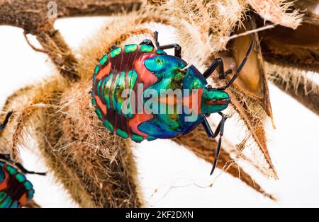 Tectocoris diophthalmus, communément appelé hibiscus arlequin ou arlequin de coton, est le seul membre du genre Tectocoris. C'est une bri Banque D'Images