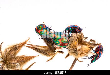 Tectocoris diophthalmus, communément appelé hibiscus arlequin ou arlequin de coton, est le seul membre du genre Tectocoris. C'est une bri Banque D'Images