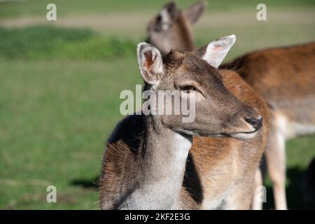 Gros plan d'un cerf debout dans un troupeau dans un pâturage. Le cerf a les yeux bruns et les grandes oreilles. Il semble bien sur le côté. Banque D'Images