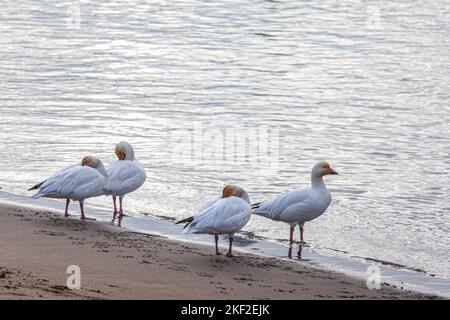 Oies des neiges sauvages sur la plage de Steveston Colombie-Britannique Canada Banque D'Images