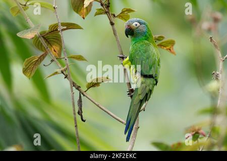 Parakeet à tête dusky - Aratinga weddellii également le conure de Weddell, petit perroquet néotropical vert, dans des habitats boisés dans le bassin amazonien de l'Amérique du Sud Banque D'Images