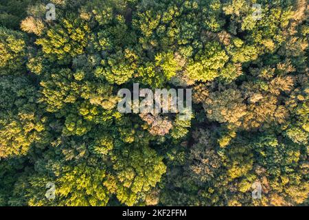 Vue aérienne de dessus arbre forestier, écosystème et environnement sain concept et fond. Texture de forêt d'arbres verts. Banque D'Images