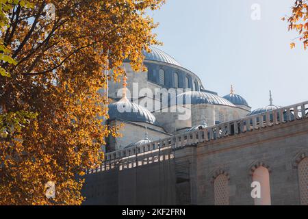 Détail rapproché des dômes sur la Mose bleue (Sultan Ahmed Camii) dans le quartier touristique de Sultanahmet, encadré par le feuillage et les feuilles d'autium Banque D'Images