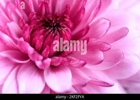 Les chrysanthèmes, parfois appelés mums ou chrysanthes, sont des plantes à fleurs du genre Chrysanthemum de la famille des Asteraceae. Ils sont natifs de l'est Banque D'Images