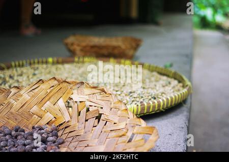 Grains de café luwak fraîchement récoltés séchés à l'air dans des paniers tissés traditionnels dans une plantation de thé et de café près d'Ubud — Bali, Indonésie Banque D'Images