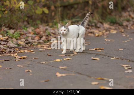 le chat marche le long de la route couverte de feuilles Banque D'Images