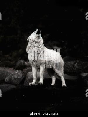 Un magnifique loup arctique (Canis lupus arctos) debout sur des rochers et hurlant dans la forêt sombre Banque D'Images