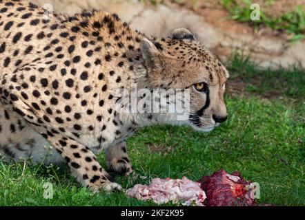 Le guépard est un grand chat originaire d'Afrique et d'Iran central. C'est l'animal terrestre le plus rapide, estimé capable de courir entre 80 et 128 km/h. Banque D'Images