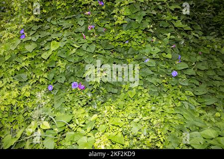 Convolvulaceae, connu communément sous le nom de famille de buissons ou de gloire du matin, principalement des vignes herbacées, mais aussi des arbres, des arbustes et des herbes, et aussi y compris Banque D'Images