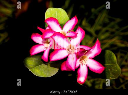Adenium obesum est une espèce toxique de plante à fleurs appartenant à la tribu Nerieae de la sous-famille des Apocynoideae de la famille des dogbane, très lente Banque D'Images