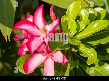 Adenium obesum est une espèce toxique de plante à fleurs appartenant à la tribu Nerieae de la sous-famille des Apocynoideae de la famille des dogbane, très lente Banque D'Images