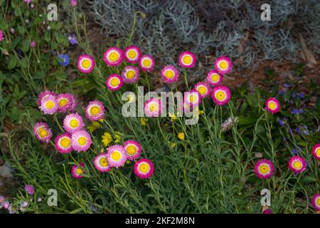 Des pâquerettes de papier aux couleurs vives et étonnantes fleurissent au printemps et au début de l'été, en Australie occidentale. Les fleurs fraîchement cueillies et séchées durent souvent Banque D'Images