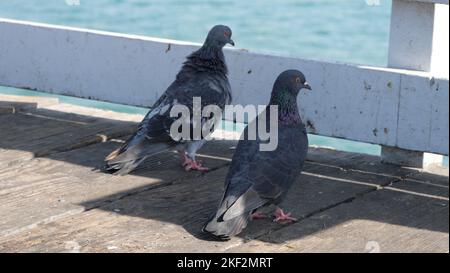 Pigeons sur la jetée de San Clemente dans le comté d'Orange, en Californie Banque D'Images