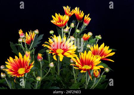 Gazania est un genre de plantes à fleurs de la famille des Asteraceae, originaire de l'Afrique australe. Ils produisent de grandes têtes de fleurs composites en forme de pâquerette en br Banque D'Images