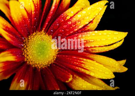 Gazania est un genre de plantes à fleurs de la famille des Asteraceae, originaire de l'Afrique australe. Ils produisent de grandes têtes de fleurs composites en forme de pâquerette en br Banque D'Images