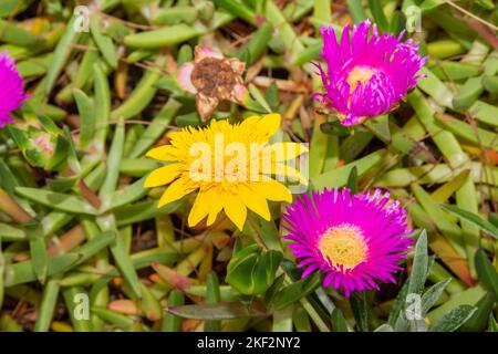 Le Carpobrotus, communément connu sous le nom de pigface, plante de glace, figue aigre, figue d'Hotttot et myrtille, est un genre de plantes rampantes au sol avec des feuilles a succulentes Banque D'Images