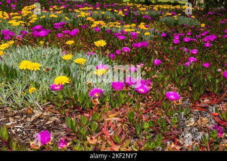 Le Carpobrotus, communément connu sous le nom de pigface, plante de glace, figue aigre, figue d'Hotttot et myrtille, est un genre de plantes rampantes au sol avec des feuilles a succulentes Banque D'Images