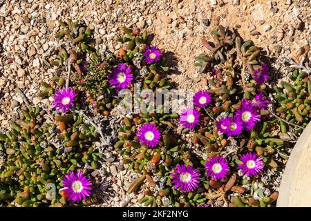 Le Carpobrotus, communément connu sous le nom de pigface, plante de glace, figue aigre, figue d'Hotttot et myrtille, est un genre de plantes rampantes au sol avec des feuilles a succulentes Banque D'Images